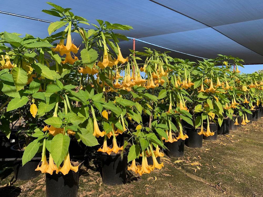 Angel's Trumpet - Brugmansia ‘Charles Grimaldi’ - Pulled Nursery