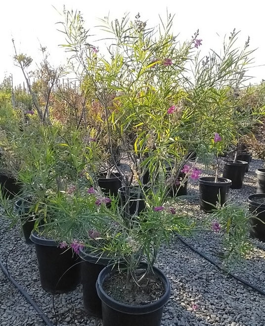 Bubba Jones Desert Willow Tree