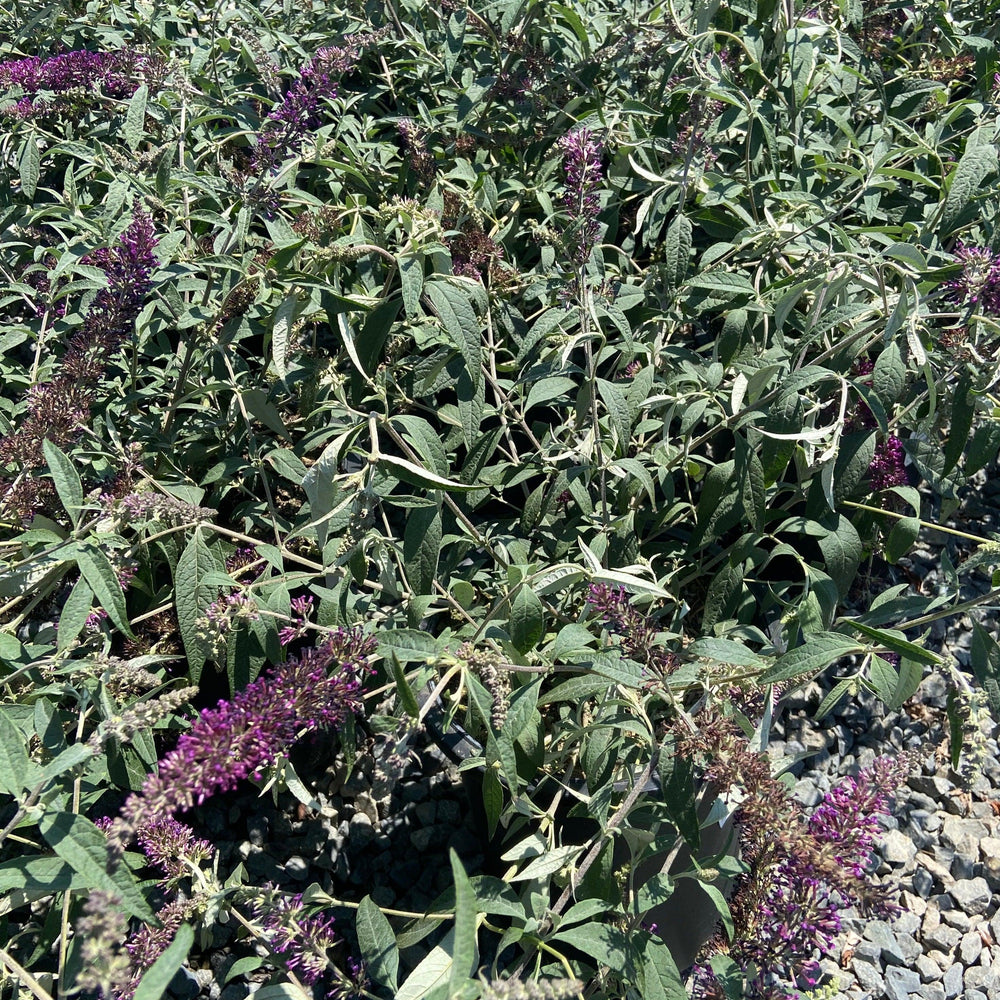 Buzz Violet Butterfly Bush - Buddleja davidii 'Buzz Violet' - Pulled Nursery