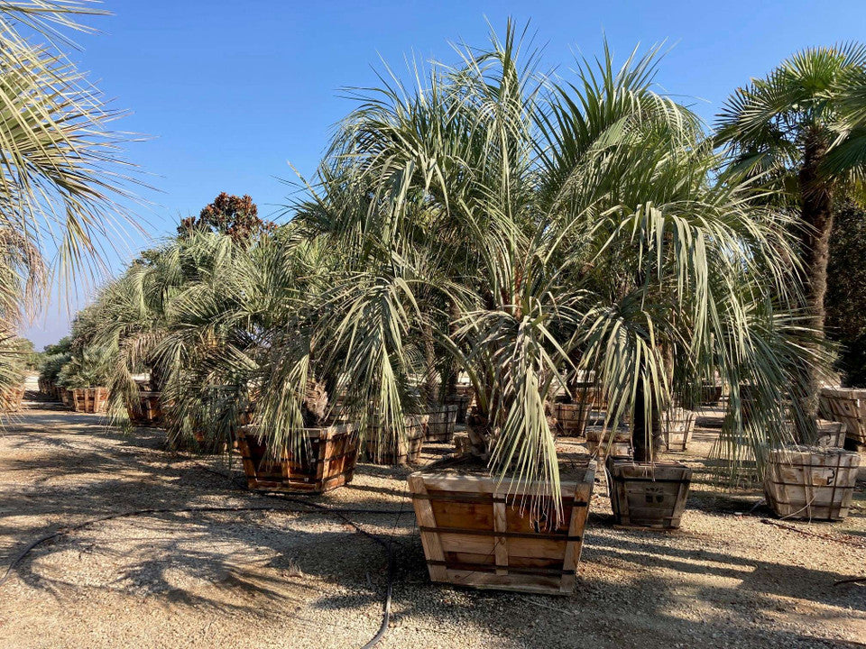 Jelly Palm - Butia capitata