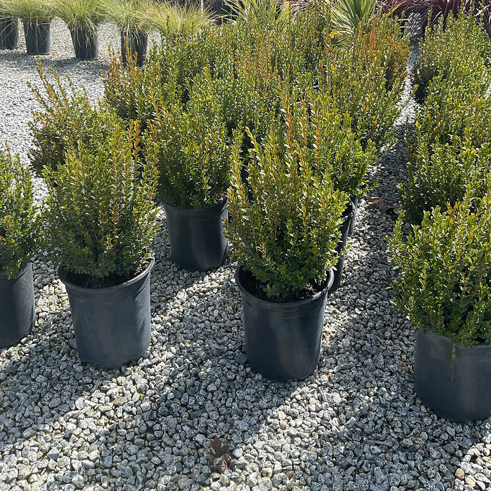 Winter Gem Boxwood - Buxus 'Winter Gem'