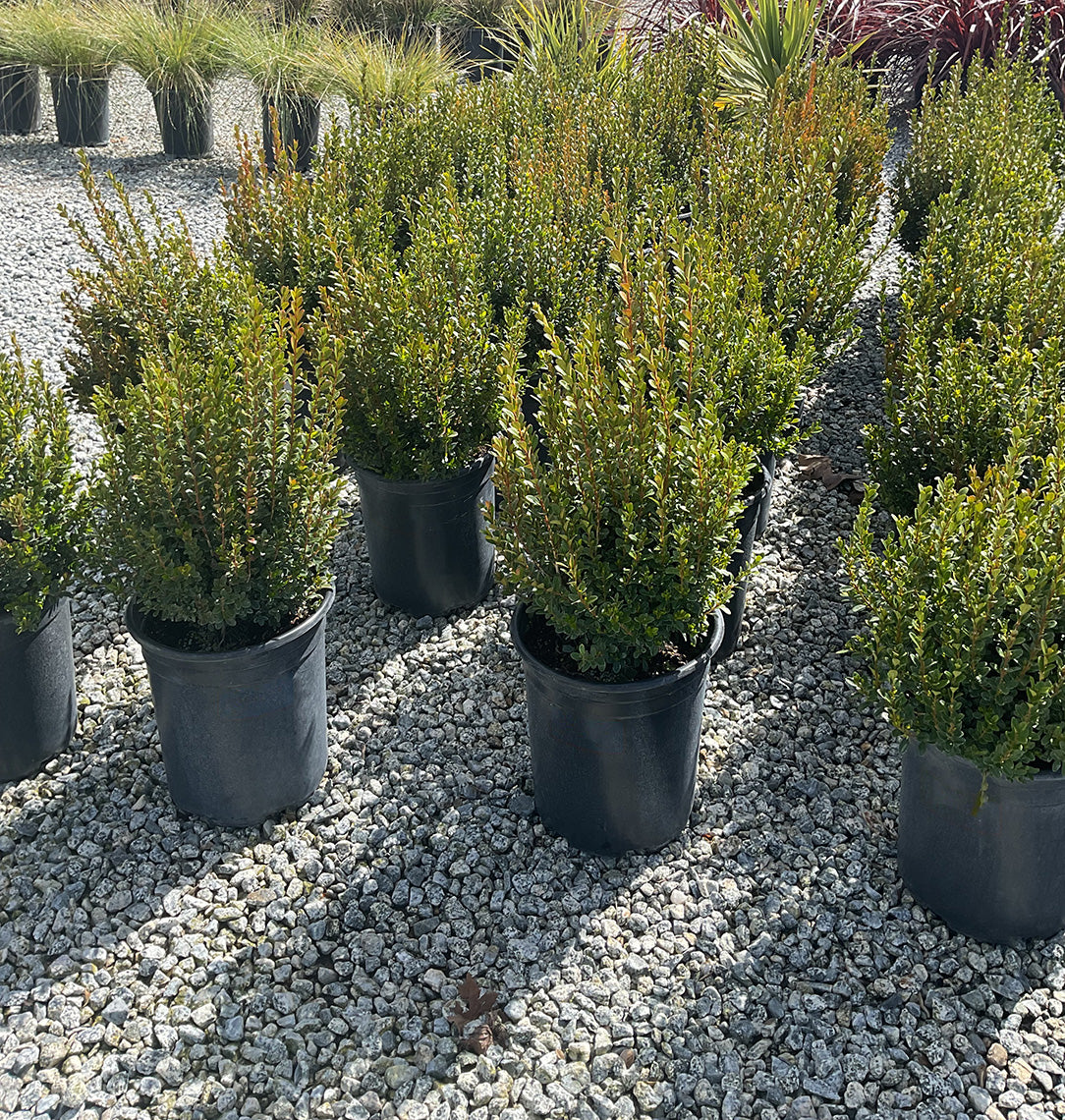 Winter Gem Boxwood - Buxus 'Winter Gem'