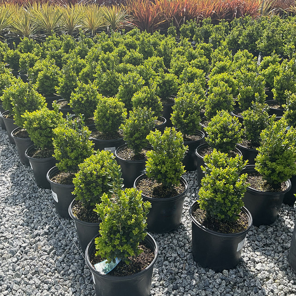 English Boxwood - Buxus 'Suffruticosa'