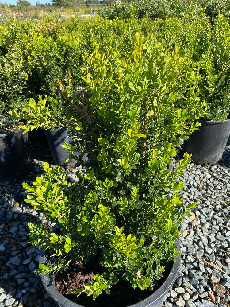 Green Beauty Boxwood - Buxus 'Green Beauty'