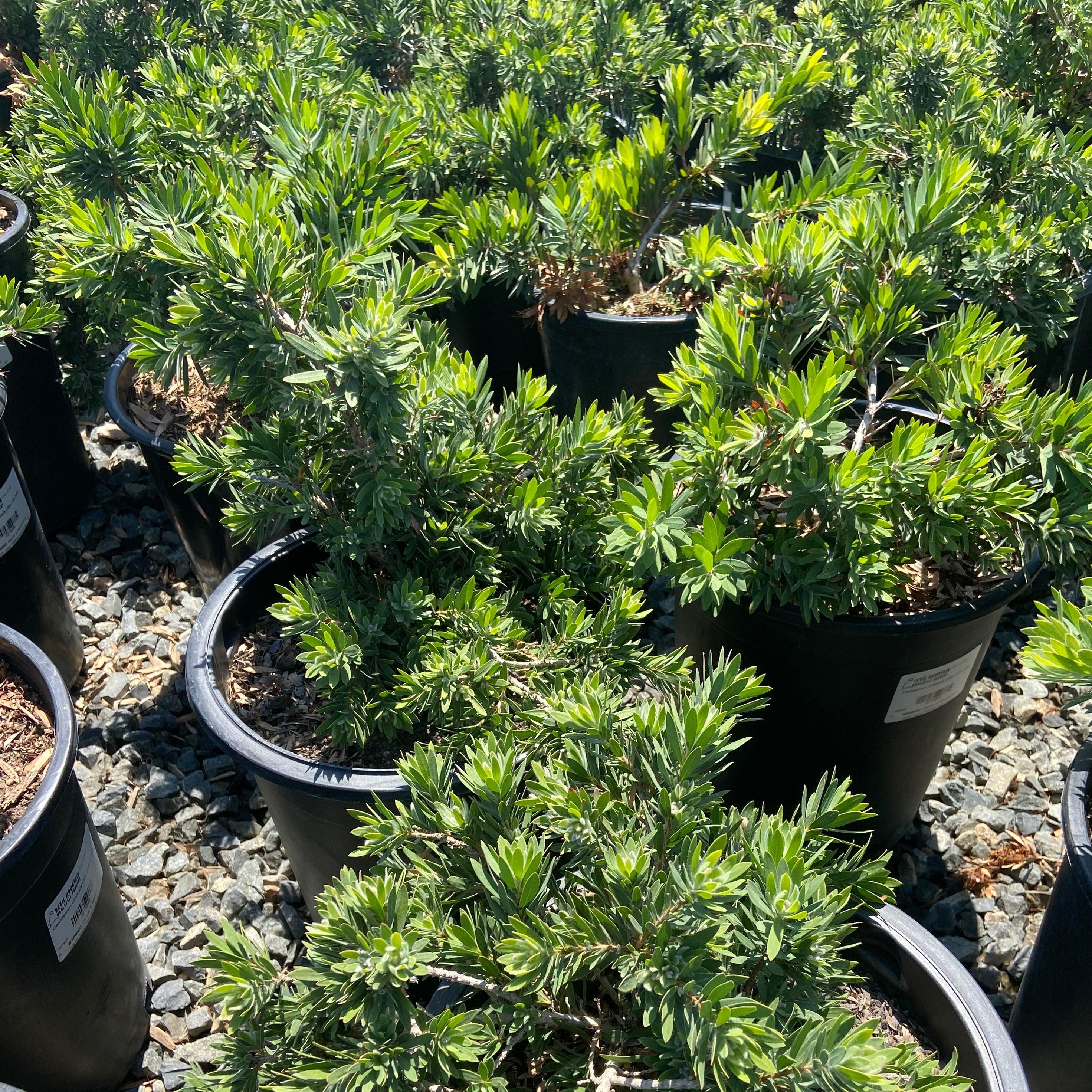 Little John Bottlebrush - Callistemon viminalis 'Little John' – Yardwork