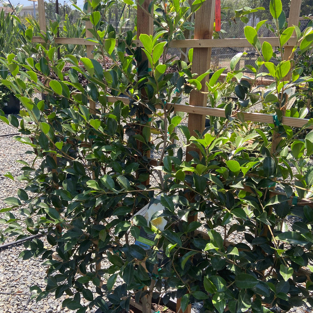 
                      
                        Setsugekka Sasanqua Camellia Espalier - Camellia sasanqua 'Setsugekka' (White) Espalier - Pulled Nursery
                      
                    