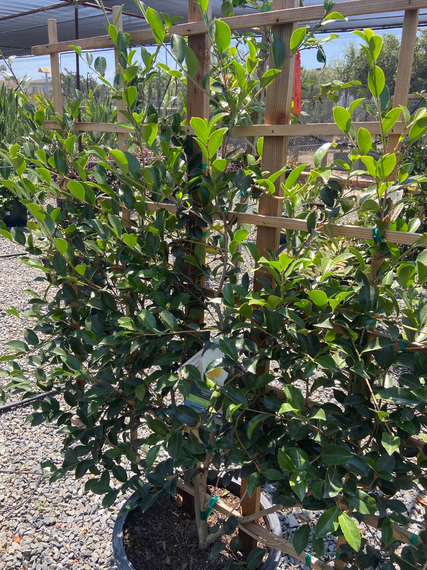 Setsugekka Sasanqua Camellia Espalier - Camellia sasanqua 'Setsugekka' (White) Espalier - Pulled Nursery