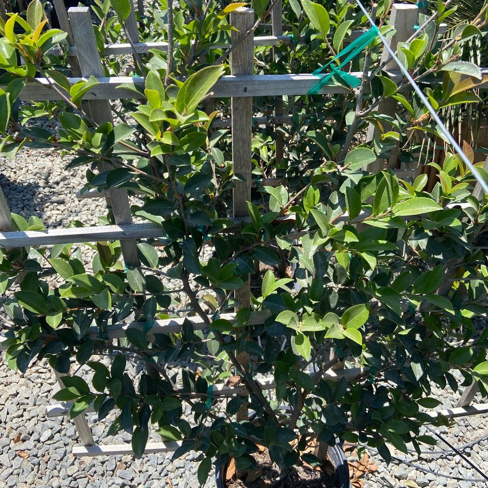 
                      
                        Setsugekka Sasanqua Camellia Espalier - Camellia sasanqua 'Setsugekka' (White) Espalier - Pulled Nursery
                      
                    