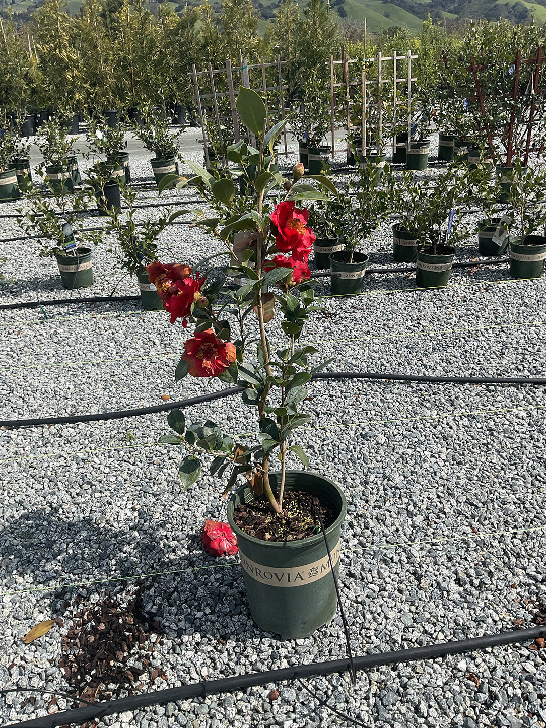 R.L. Wheeler Camellia