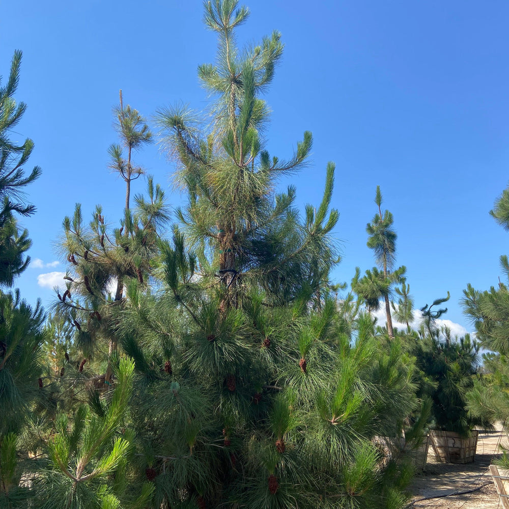 
                      
                        Canary Island Pine (Pinus Canariensis) - Pulled Nursery
                      
                    