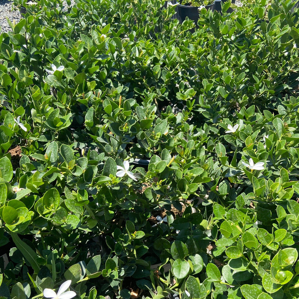 Tuttle Natal Plum - Carissa macrocarpa 'Tuttle - Pulled Nursery