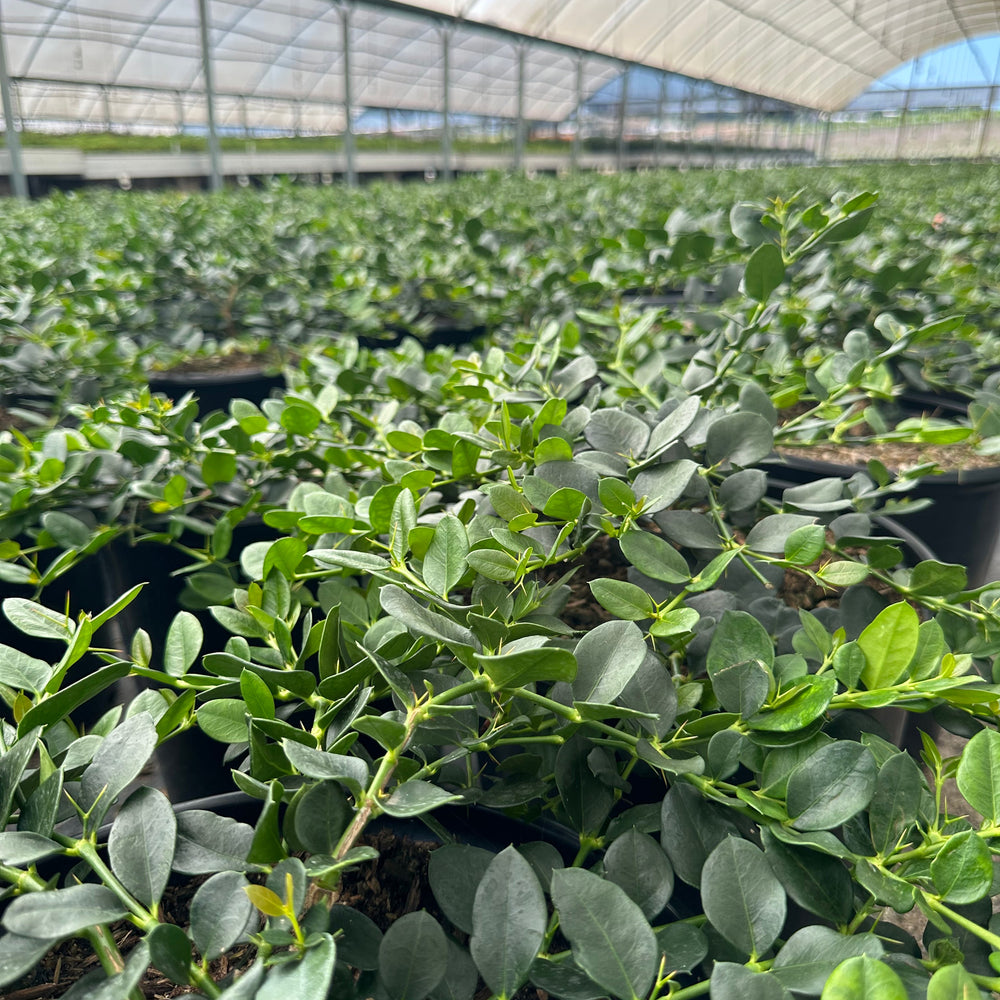 Green Carpet Natal Plum - Carissa macrocarpa 'Green Carpet'