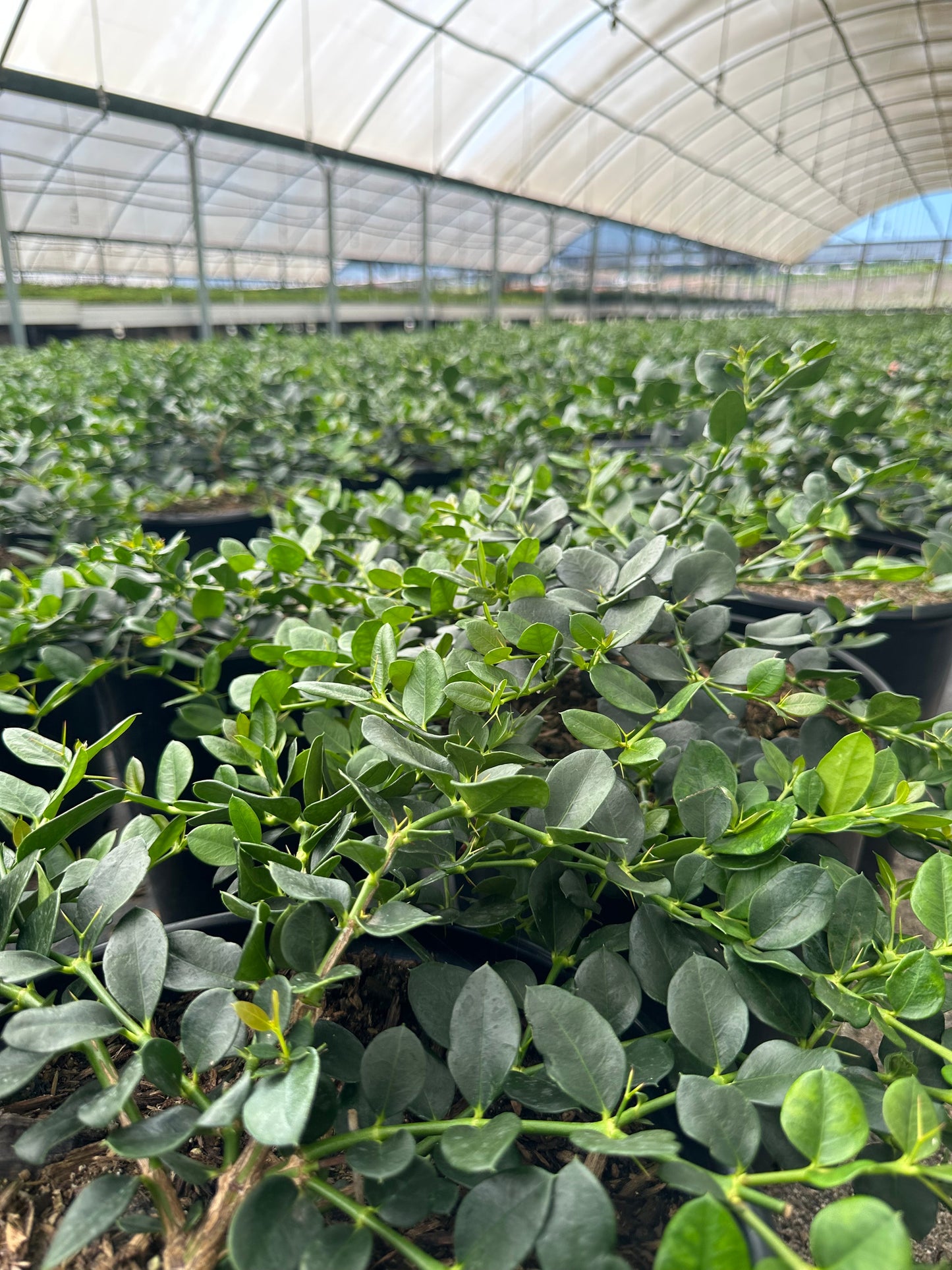 Green Carpet Natal Plum - Carissa macrocarpa 'Green Carpet'