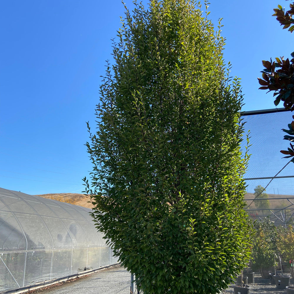 Upright European Hornbeam (Carpinus betulus 'Fastigiata') - Pulled Nursery