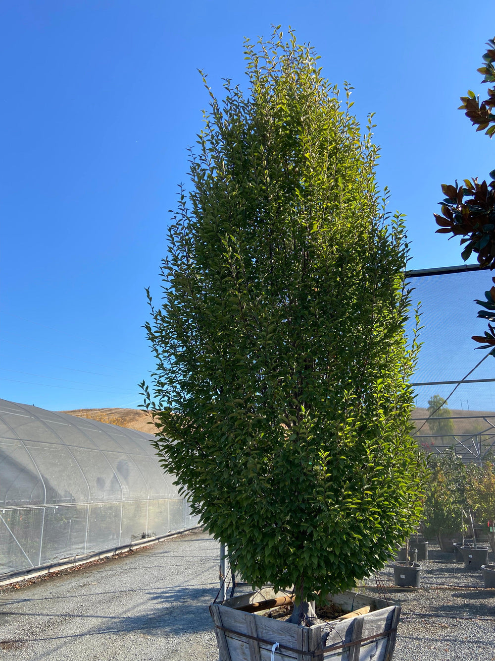 Upright European Hornbeam (Carpinus betulus 'Fastigiata') - Pulled Nursery