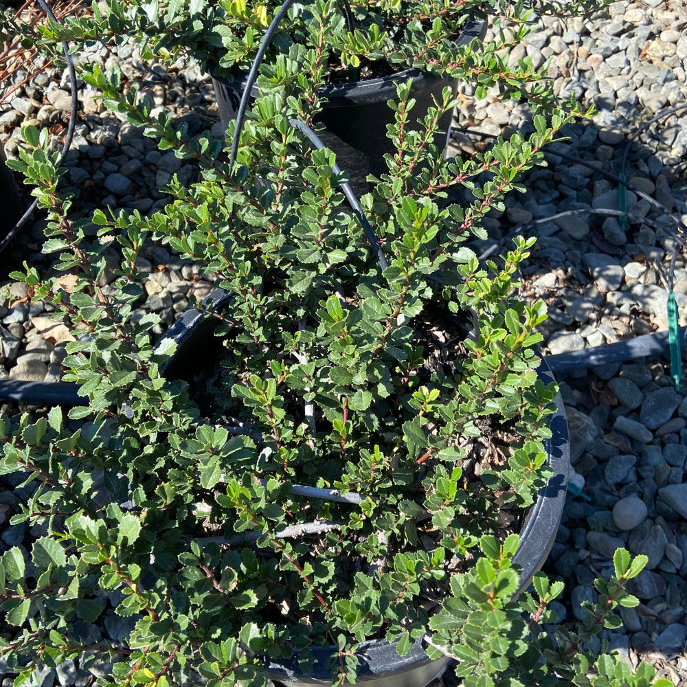 California Lilac - Ceanothus - Pulled Nursery