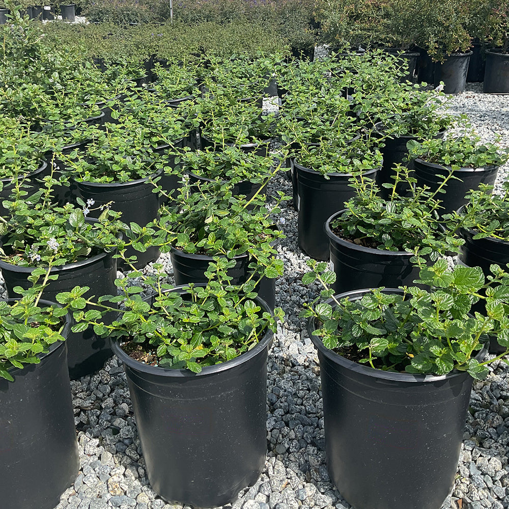 Carmel Creeper California Lilac - Ceanothus griseus horizontalis 'Carmel Creeper'