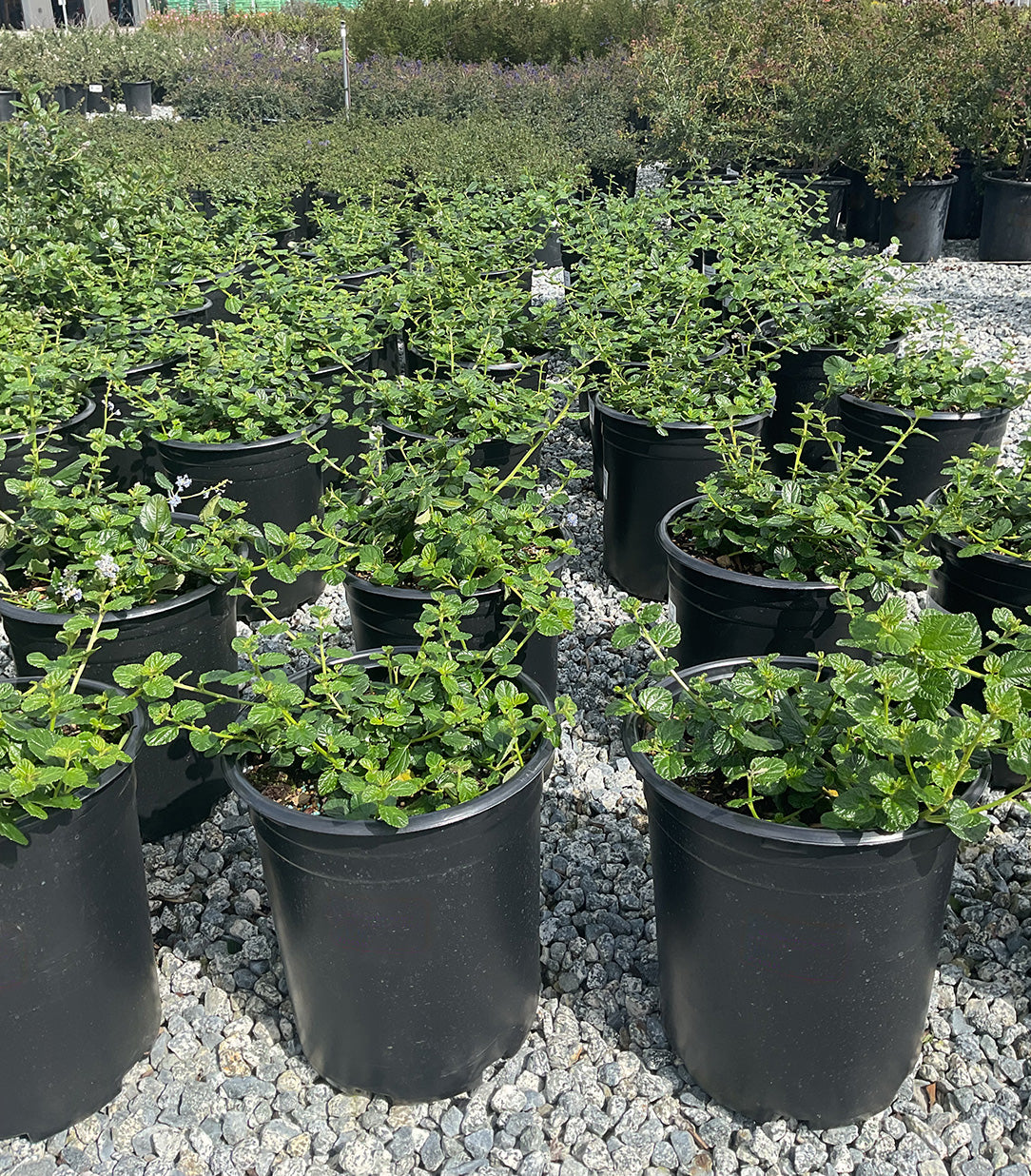 Carmel Creeper California Lilac - Ceanothus griseus horizontalis 'Carmel Creeper'