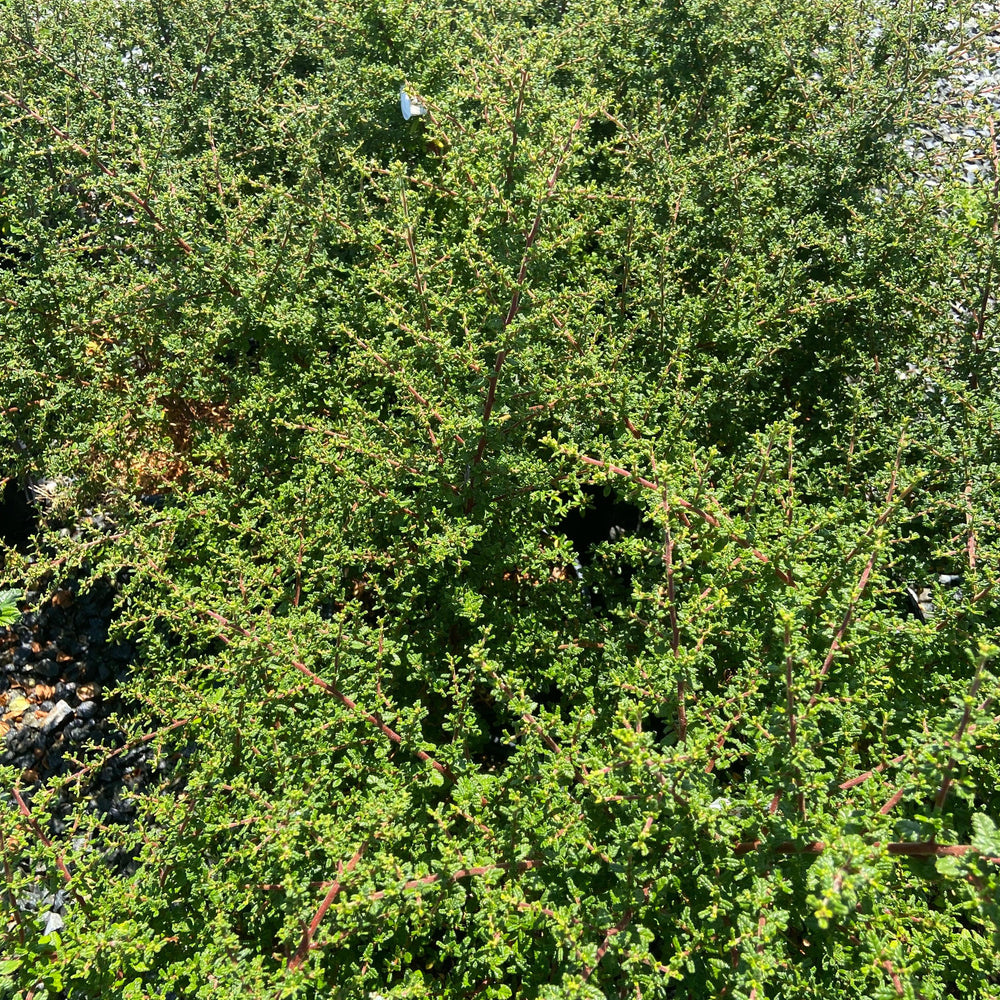 California Lilac - Ceanothus - Pulled Nursery