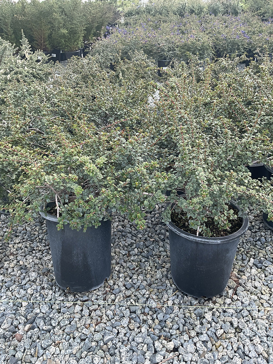 Emily Brown California Lilac - Ceanothus gloriosus exaltatus 'Emily Brown' (Violet)