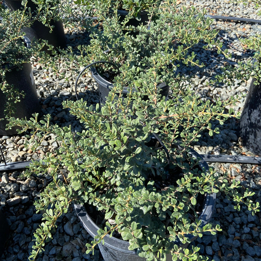 
                      
                        California Lilac - Ceanothus - Pulled Nursery
                      
                    