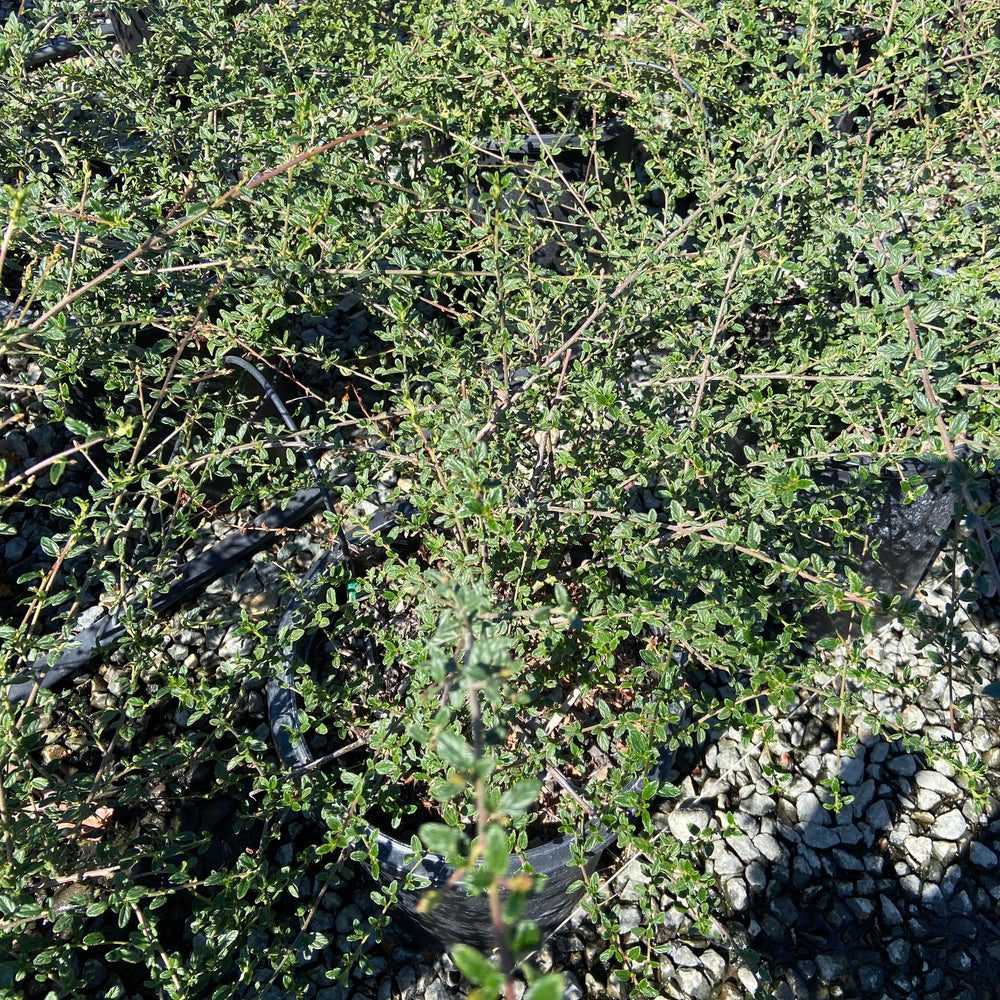 
                      
                        California Lilac - Ceanothus - Pulled Nursery
                      
                    