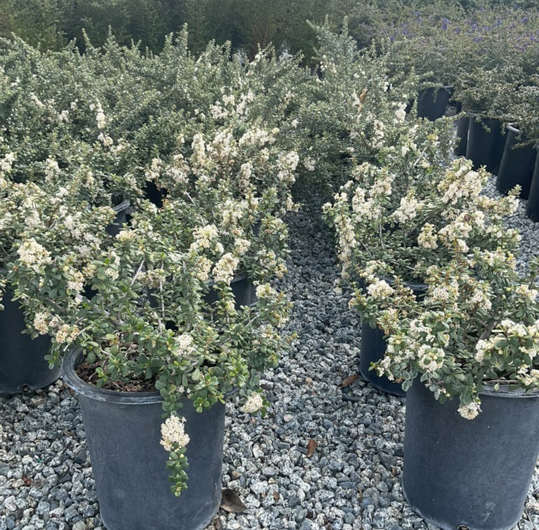 Popcorn Maritime California Lilac - Ceanothus maritimus 'Popcorn' (White)