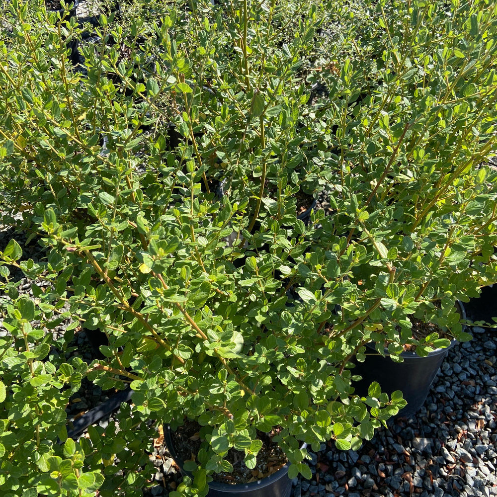 
                      
                        California Lilac - Ceanothus - Pulled Nursery
                      
                    