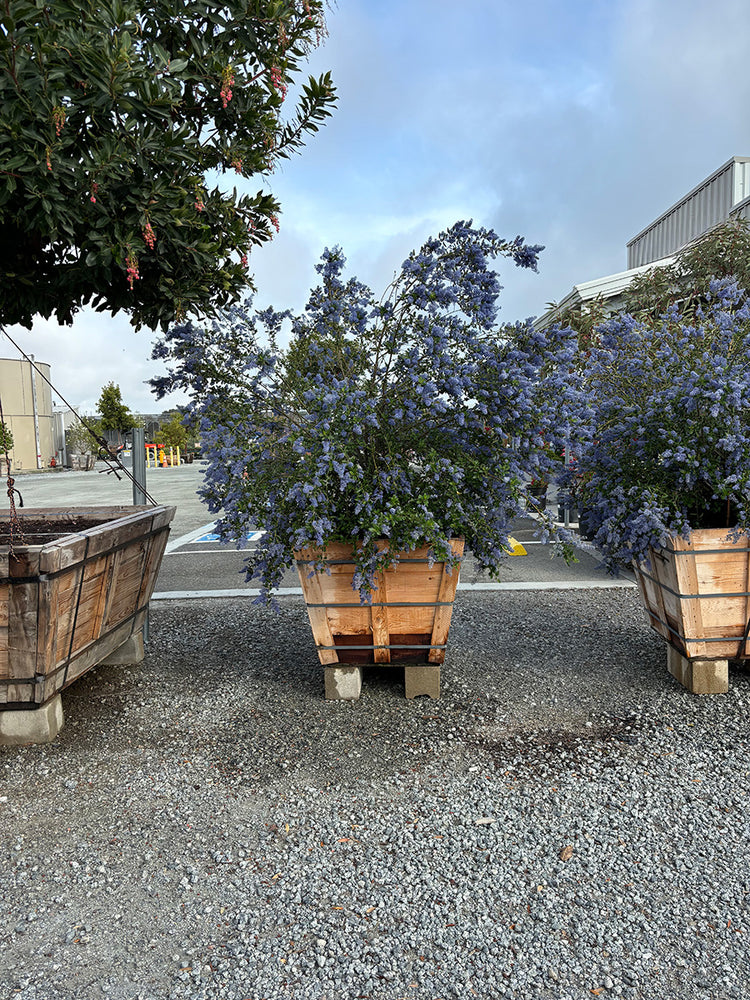 Ray Hartman Ceanothus - Ceanothus 'Ray Hartman' (Blue)