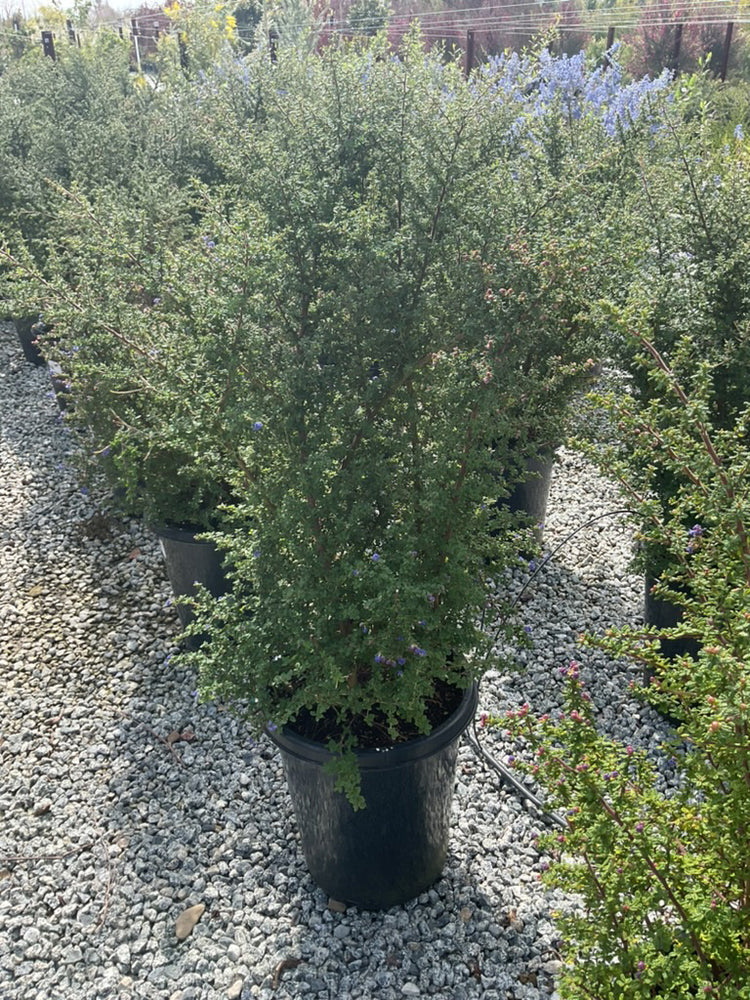 Chaparral Whitethorn - Ceanothus leucodermis