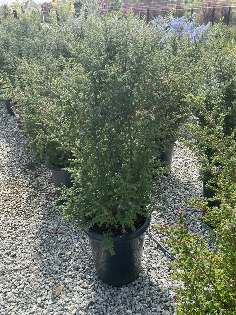 Chaparral Whitethorn - Ceanothus leucodermis