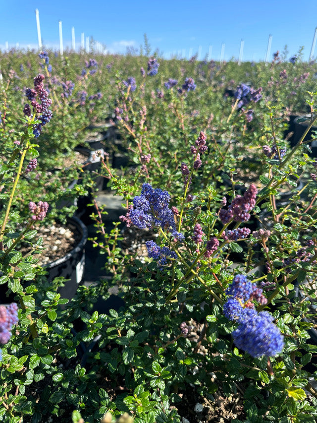 Point Reyes California Lilac - Ceanothus gloriosus Point Reyes (Blue)