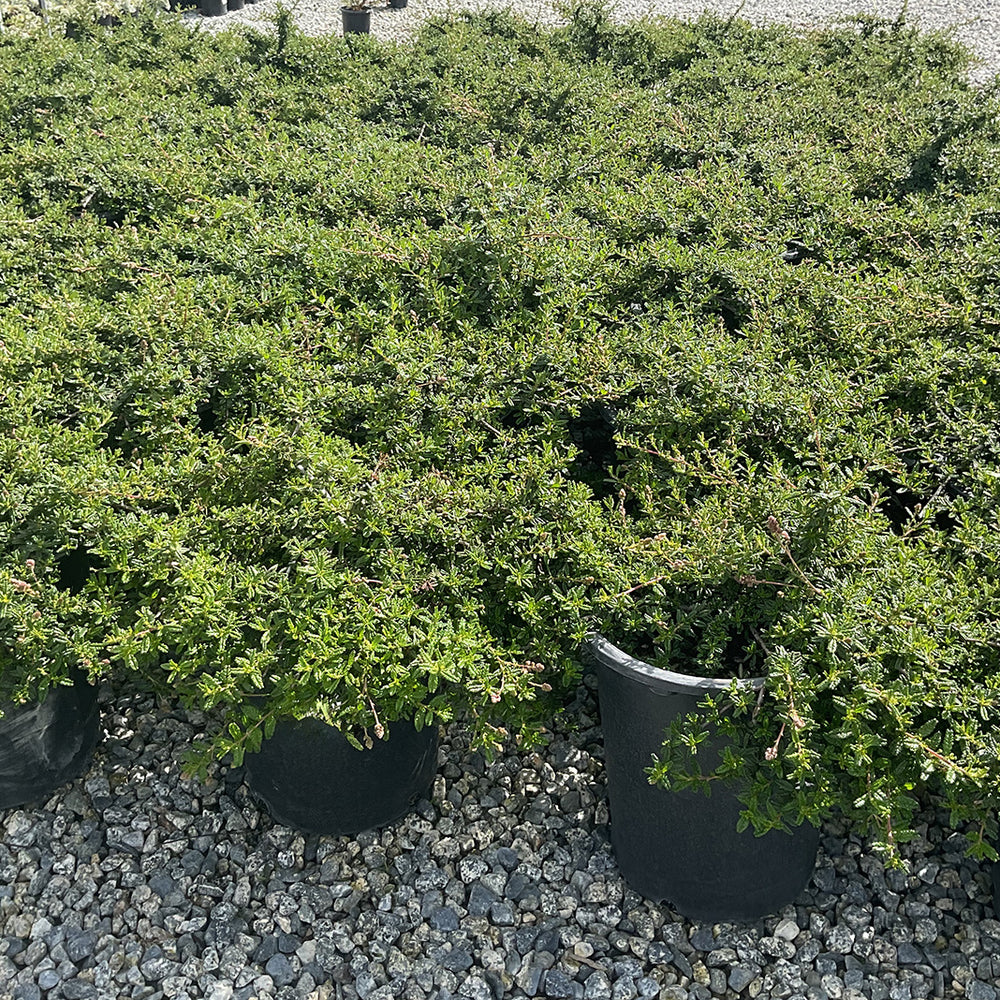 Hearst's Ceanothus - Ceanothus hearstiorum (Blue)