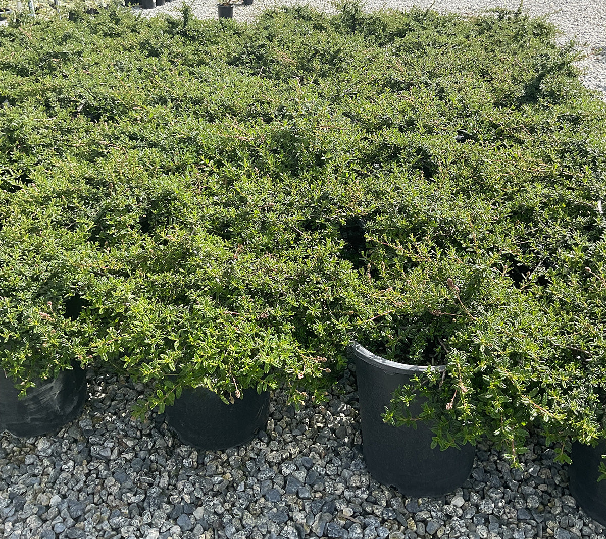 Hearst's Ceanothus - Ceanothus hearstiorum (Blue)