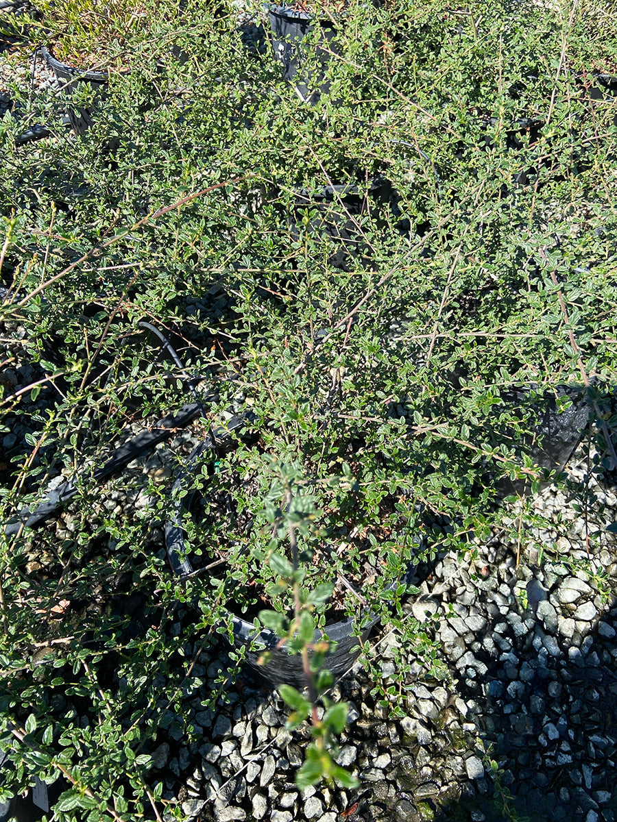 Joan Mirov Mountain Lilac - Ceanothus 'Joan Mirov' (Blue)