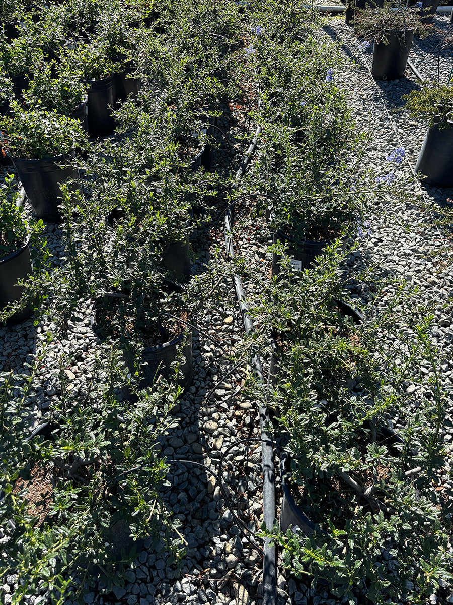 Joyce Coulter Mountain Lilac - Ceanothus 'Joyce Coulter' (Lavender)
