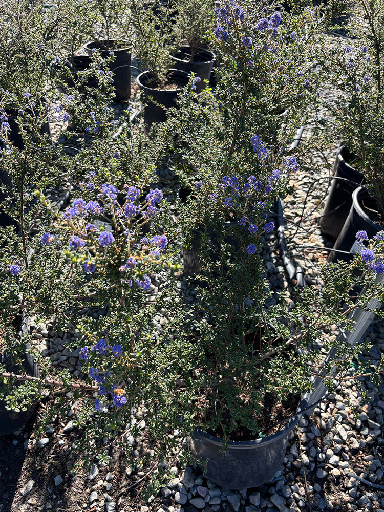 Julia Phelps Mountain Lilac - Ceanothus 'Julia Phelps' (Blue/Violet)