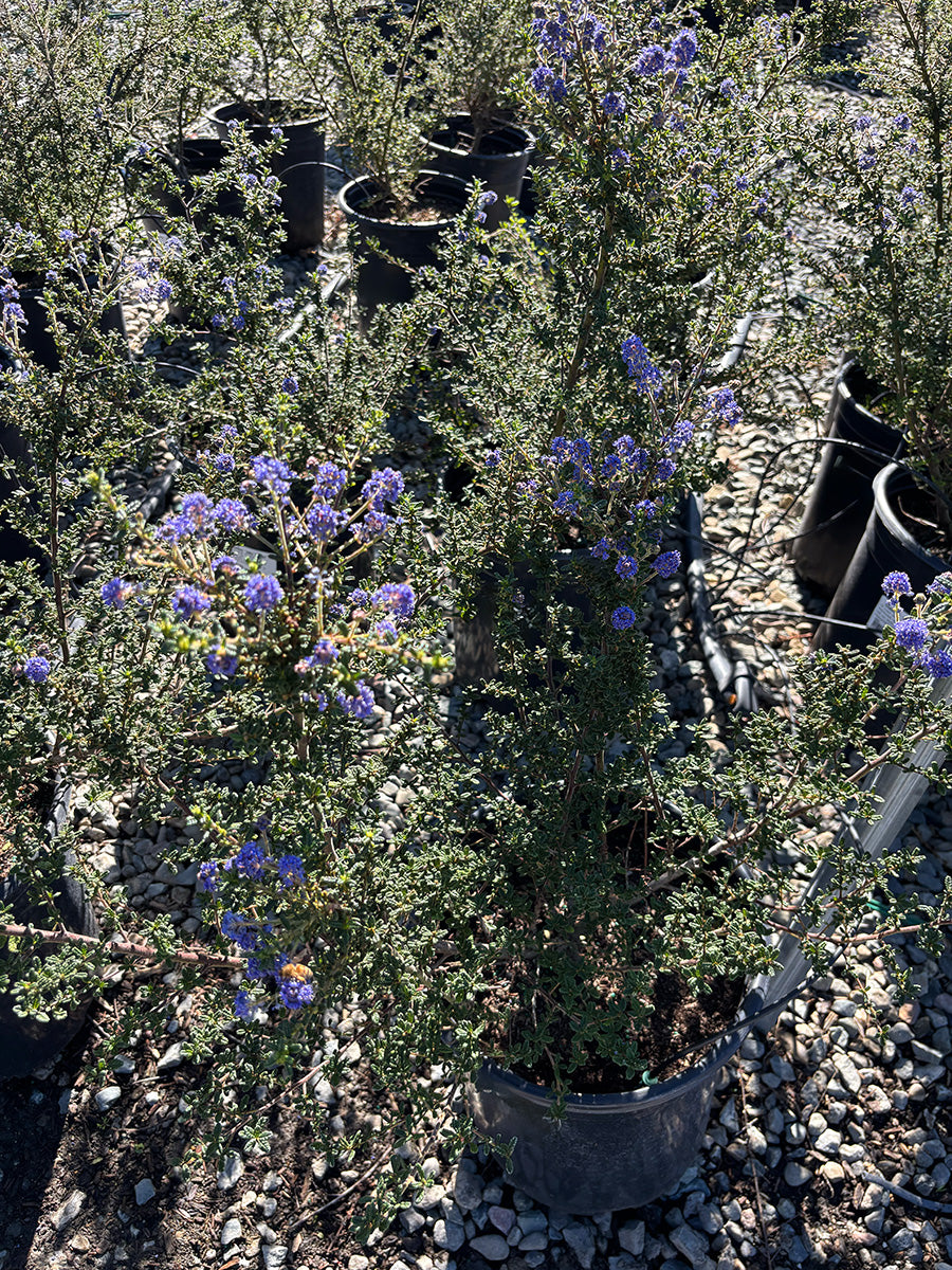 Julia Phelps Mountain Lilac - Ceanothus 'Julia Phelps' (Blue/Violet)
