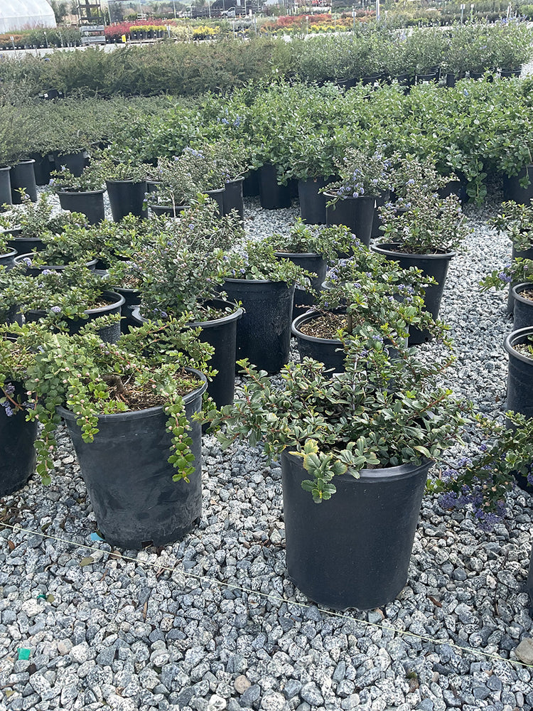 Buckbrush - Ceanothus cuneatus