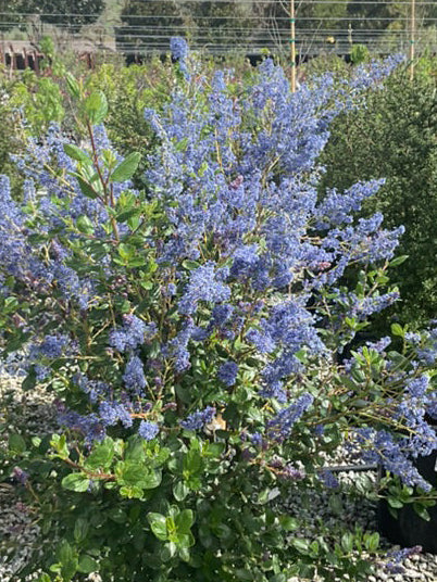 Blueblossom Ceanothus - Ceanothus thyrsiflorus (Light Blue)