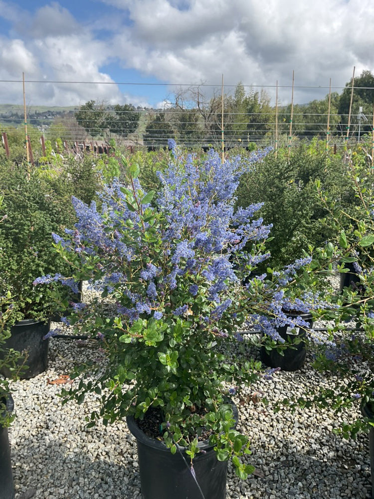 Ray Hartman Ceanothus - Ceanothus 'Ray Hartman' (Blue)