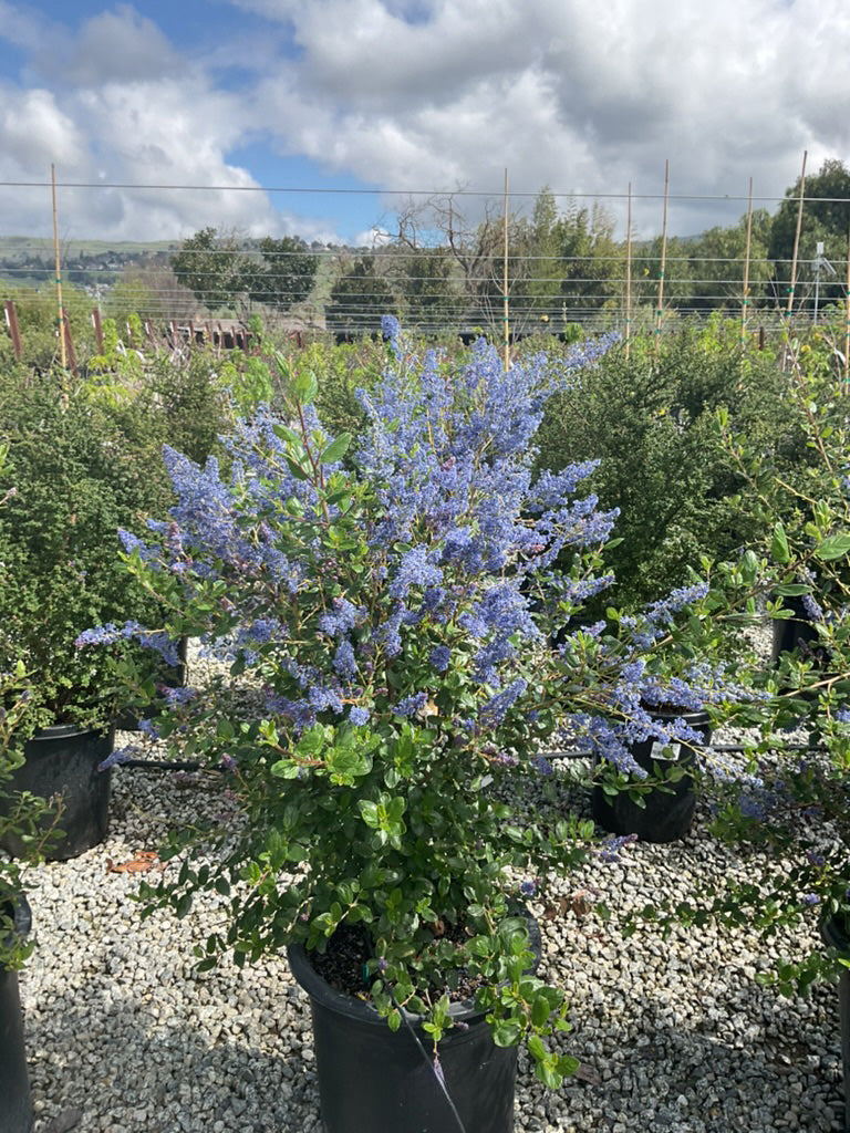 Ray Hartman Ceanothus - Ceanothus 'Ray Hartman' (Blue)