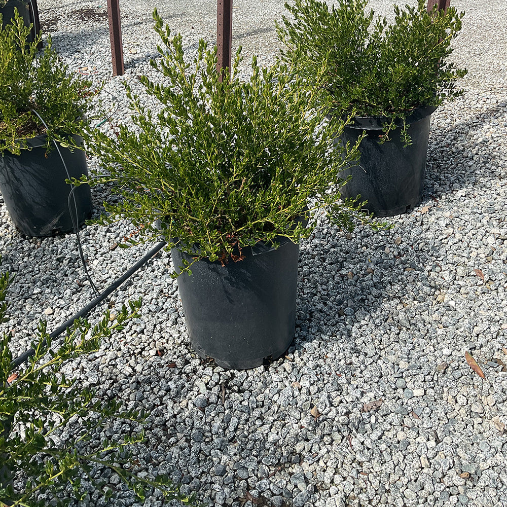 Skylark Mountain Lilac - Ceanothus thyrsiflorus 'Skylark' (Blue/Violet)