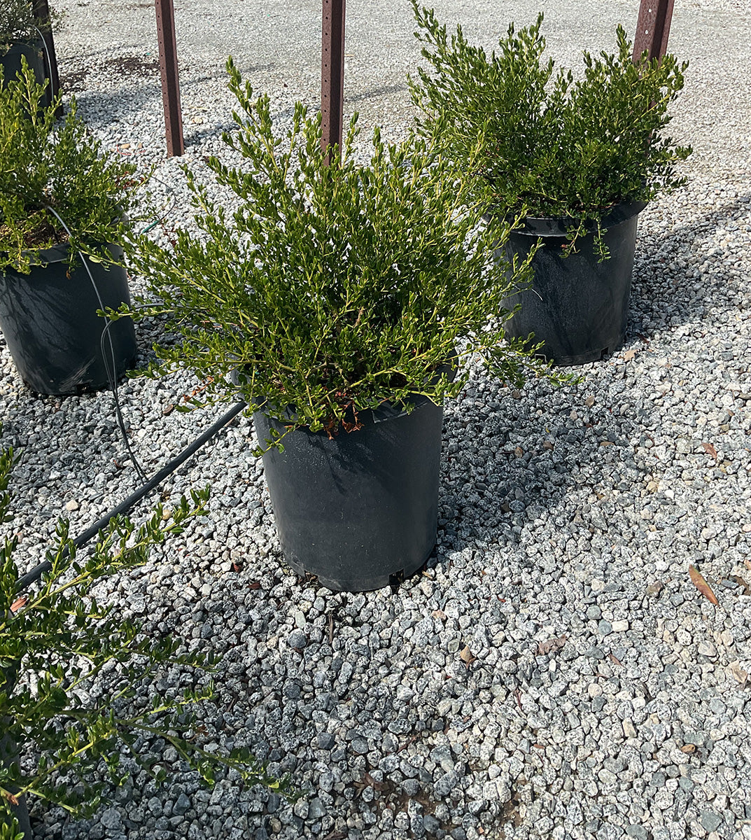 Skylark Mountain Lilac - Ceanothus thyrsiflorus 'Skylark' (Blue/Violet)