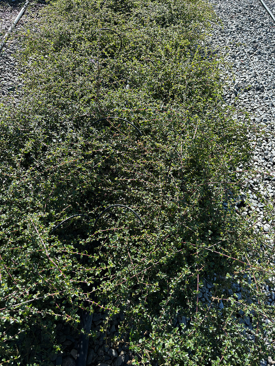 Centennial California Lilac - Ceanothus 'Centennial' (Dark Blue)