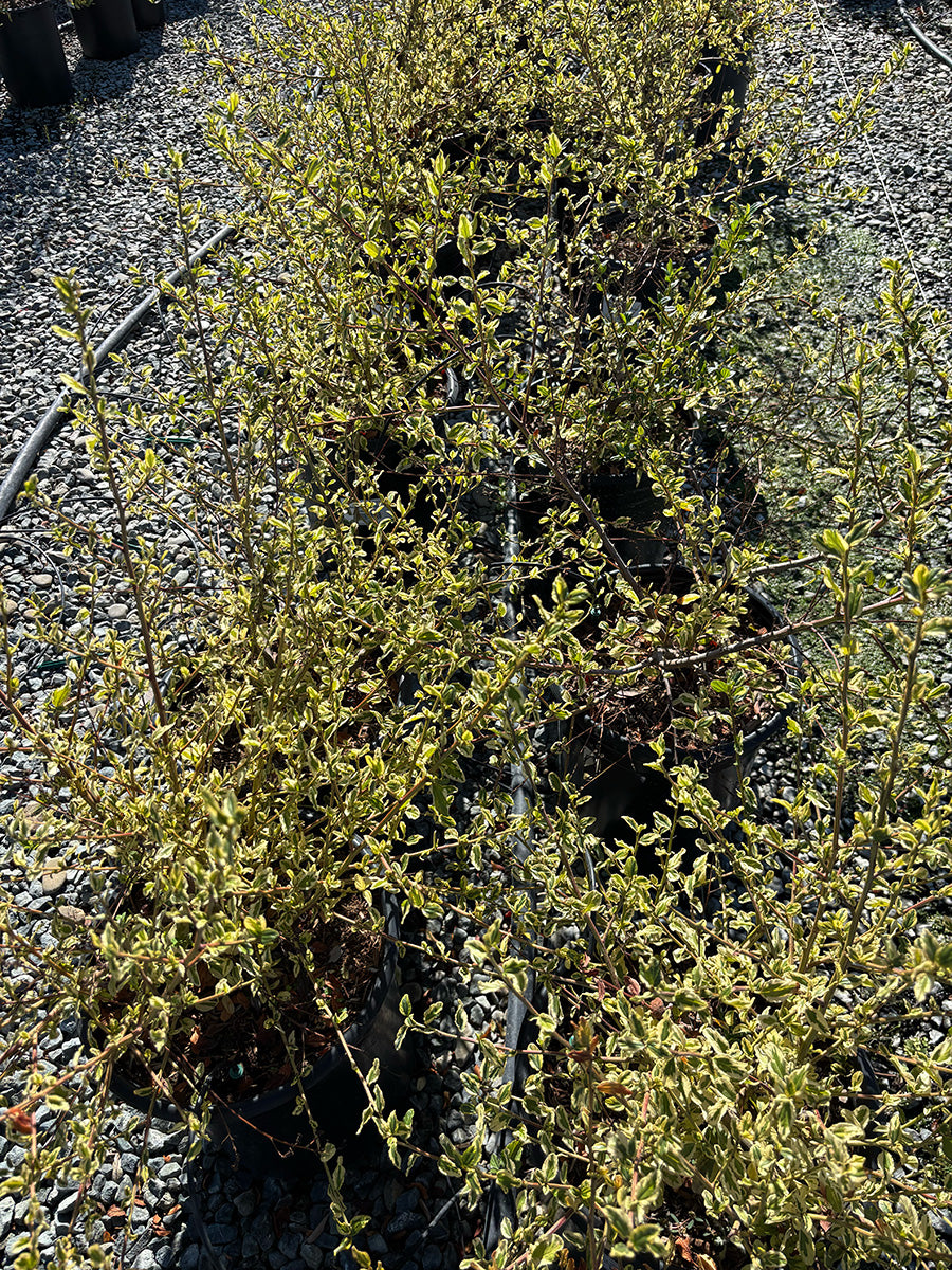 El Dorado Mountain Lilac - Ceanothus thyrsiflorus 'El Dorado'