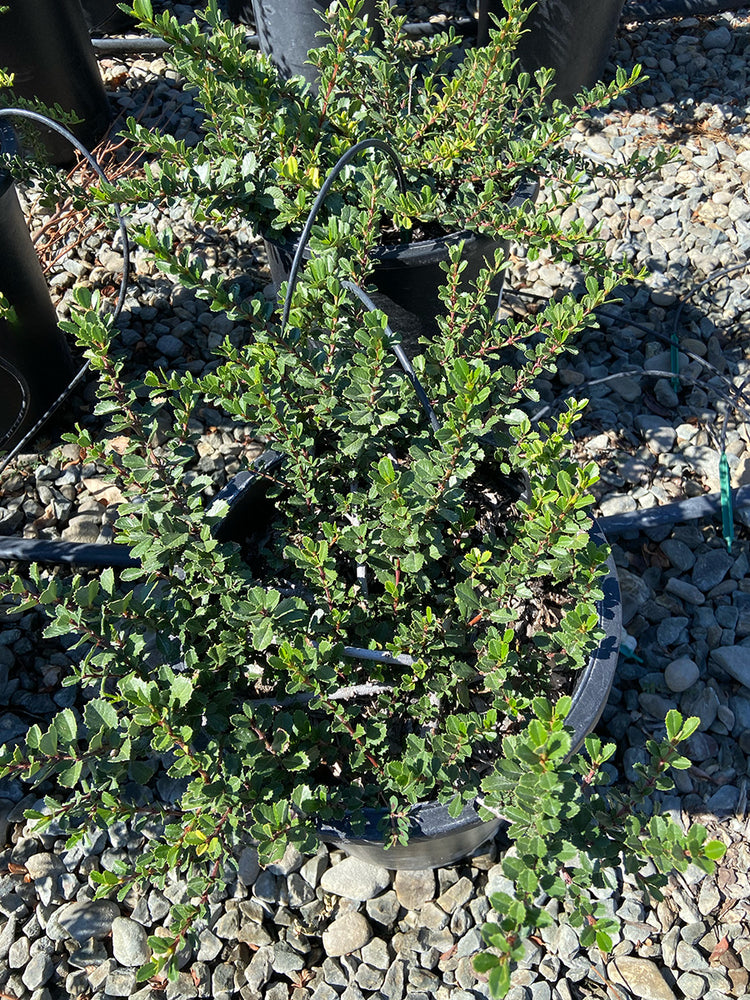 Diamond Heights Mountain Lilac - Ceanothus griseus horizontalis 'Diamond Heights'
