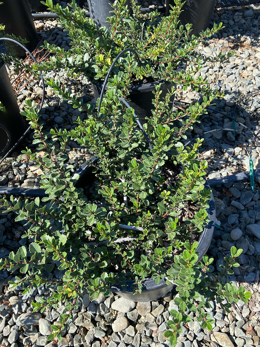 Diamond Heights Mountain Lilac - Ceanothus griseus horizontalis 'Diamond Heights'