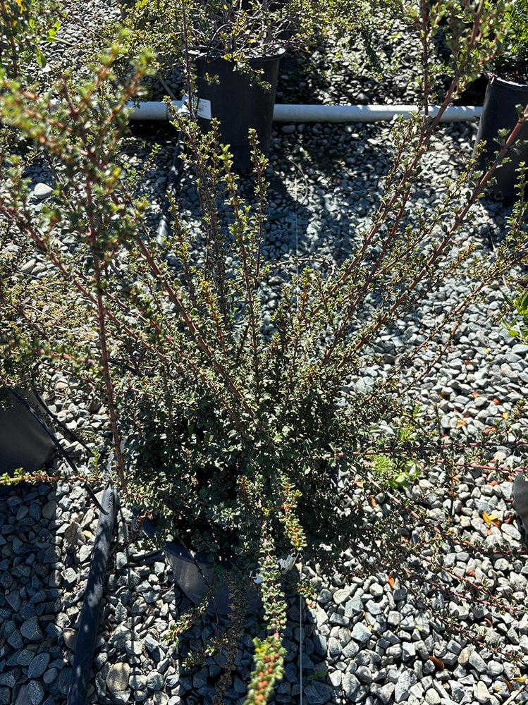 Blue Jeans California Lilac - Ceanothus 'Blue Jeans' (Blue/Violet)