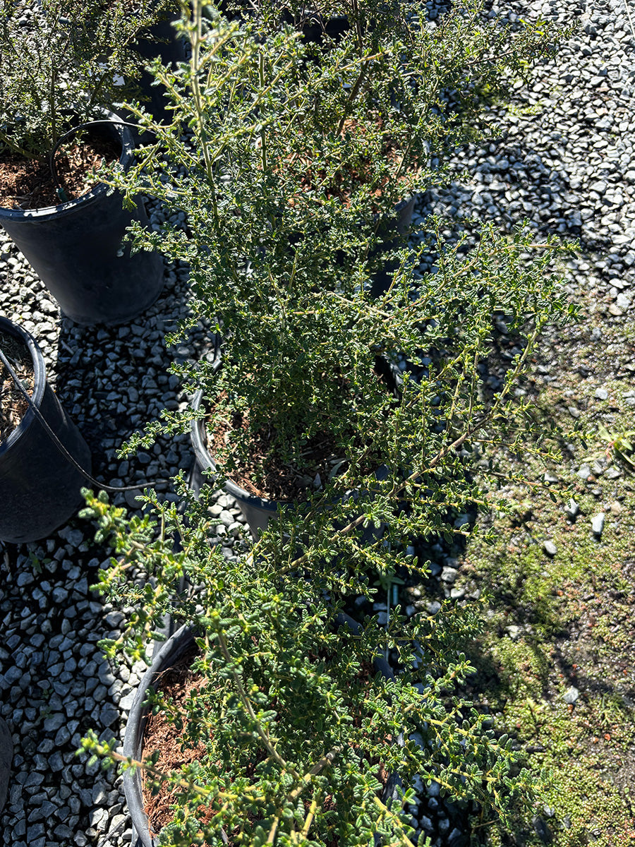 Dark Star California Lilac - Ceanothus 'Dark Star' (Blue)